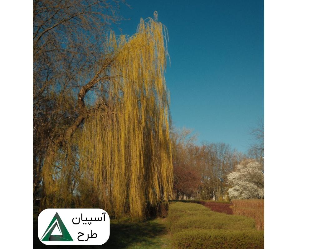 درختان سایه دار برای حیات ویلا